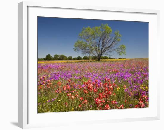 Spring Mesquite Trees Growing in Wildflowers, Texas, USA-Julie Eggers-Framed Photographic Print