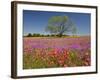 Spring Mesquite Trees Growing in Wildflowers, Texas, USA-Julie Eggers-Framed Photographic Print