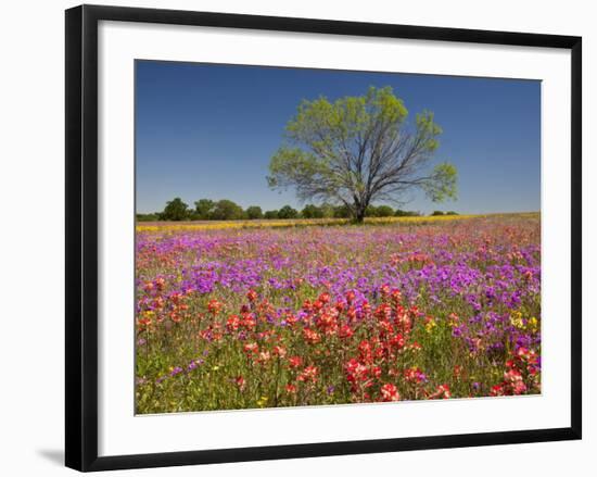 Spring Mesquite Trees Growing in Wildflowers, Texas, USA-Julie Eggers-Framed Photographic Print