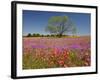 Spring Mesquite Trees Growing in Wildflowers, Texas, USA-Julie Eggers-Framed Photographic Print