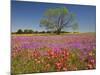 Spring Mesquite Trees Growing in Wildflowers, Texas, USA-Julie Eggers-Mounted Photographic Print