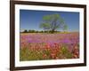 Spring Mesquite Trees Growing in Wildflowers, Texas, USA-Julie Eggers-Framed Photographic Print