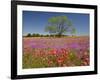 Spring Mesquite Trees Growing in Wildflowers, Texas, USA-Julie Eggers-Framed Photographic Print