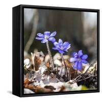 Spring Messengers, Blossoming, Liverworts-Jurgen Ulmer-Framed Stretched Canvas