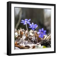 Spring Messengers, Blossoming, Liverworts-Jurgen Ulmer-Framed Photographic Print