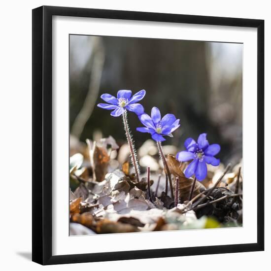 Spring Messengers, Blossoming, Liverworts-Jurgen Ulmer-Framed Photographic Print