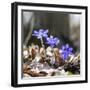 Spring Messengers, Blossoming, Liverworts-Jurgen Ulmer-Framed Photographic Print