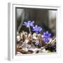 Spring Messengers, Blossoming, Liverworts-Jurgen Ulmer-Framed Photographic Print