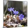 Spring Messengers, Blossoming, Liverworts-Jurgen Ulmer-Mounted Photographic Print
