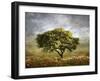 Spring Mimosa-Jessica Jenney-Framed Photographic Print