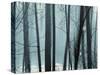 Spring Mist II-Marvin Pelkey-Stretched Canvas