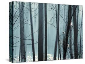 Spring Mist II-Marvin Pelkey-Stretched Canvas