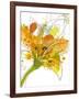 Spring Mix-Jan Weiss-Framed Art Print