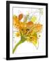 Spring Mix-Jan Weiss-Framed Art Print