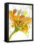 Spring Mix-Jan Weiss-Framed Stretched Canvas