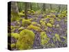 Spring Moss in Great Smoky Mountains-Gary W. Carter-Stretched Canvas