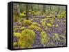 Spring Moss in Great Smoky Mountains-Gary W. Carter-Framed Stretched Canvas