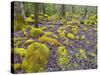 Spring Moss in Great Smoky Mountains-Gary W. Carter-Stretched Canvas