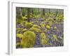 Spring Moss in Great Smoky Mountains-Gary W. Carter-Framed Photographic Print