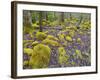 Spring Moss in Great Smoky Mountains-Gary W. Carter-Framed Photographic Print