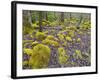 Spring Moss in Great Smoky Mountains-Gary W. Carter-Framed Photographic Print