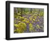 Spring Moss in Great Smoky Mountains-Gary W. Carter-Framed Photographic Print