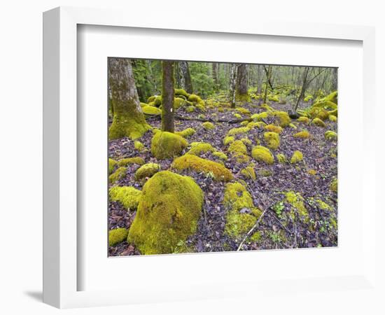 Spring Moss in Great Smoky Mountains-Gary W. Carter-Framed Photographic Print