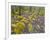 Spring Moss in Great Smoky Mountains-Gary W. Carter-Framed Photographic Print