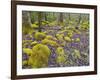 Spring Moss in Great Smoky Mountains-Gary W. Carter-Framed Photographic Print