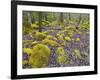 Spring Moss in Great Smoky Mountains-Gary W. Carter-Framed Photographic Print