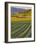 Spring Mustard Flowers in Screaming Eagle Vineyard, Napa Valley, Napa County, California, Usa-Janis Miglavs-Framed Photographic Print