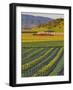 Spring Mustard Flowers in Screaming Eagle Vineyard, Napa Valley, Napa County, California, Usa-Janis Miglavs-Framed Photographic Print