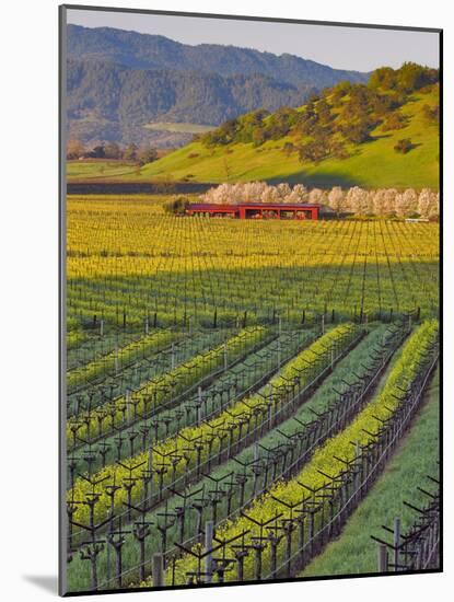 Spring Mustard Flowers in Screaming Eagle Vineyard, Napa Valley, Napa County, California, Usa-Janis Miglavs-Mounted Photographic Print