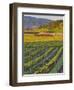 Spring Mustard Flowers in Screaming Eagle Vineyard, Napa Valley, Napa County, California, Usa-Janis Miglavs-Framed Photographic Print