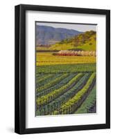 Spring Mustard Flowers in Screaming Eagle Vineyard, Napa Valley, Napa County, California, Usa-Janis Miglavs-Framed Photographic Print