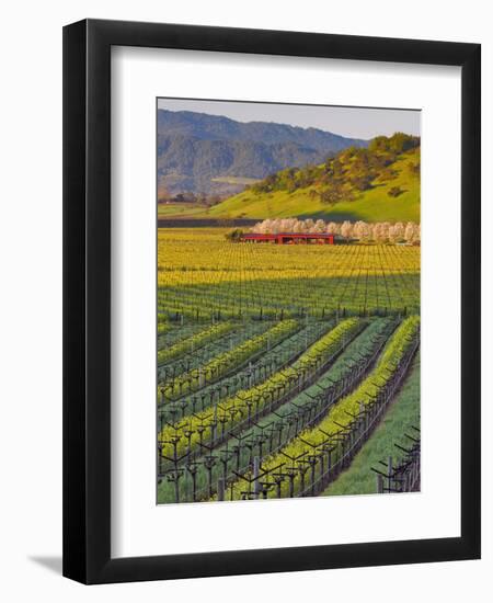 Spring Mustard Flowers in Screaming Eagle Vineyard, Napa Valley, Napa County, California, Usa-Janis Miglavs-Framed Photographic Print