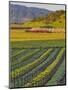 Spring Mustard Flowers in Screaming Eagle Vineyard, Napa Valley, Napa County, California, Usa-Janis Miglavs-Mounted Photographic Print