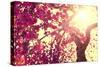 Spring Nature Background Blooming Tree over Sunny Sky. Spring Blossom. Apple Flowers. Sun Flare. Vi-Subbotina Anna-Stretched Canvas