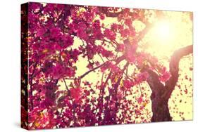 Spring Nature Background Blooming Tree over Sunny Sky. Spring Blossom. Apple Flowers. Sun Flare. Vi-Subbotina Anna-Stretched Canvas