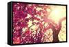 Spring Nature Background Blooming Tree over Sunny Sky. Spring Blossom. Apple Flowers. Sun Flare. Vi-Subbotina Anna-Framed Stretched Canvas