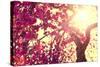 Spring Nature Background Blooming Tree over Sunny Sky. Spring Blossom. Apple Flowers. Sun Flare. Vi-Subbotina Anna-Stretched Canvas