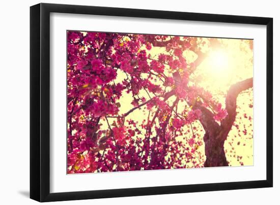 Spring Nature Background Blooming Tree over Sunny Sky. Spring Blossom. Apple Flowers. Sun Flare. Vi-Subbotina Anna-Framed Photographic Print