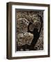 Spring Night and Willow-Nikolai Astrup-Framed Giclee Print