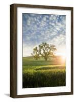 Spring Oak, Morning Light - California Wonders Magical Mood-Vincent James-Framed Photographic Print