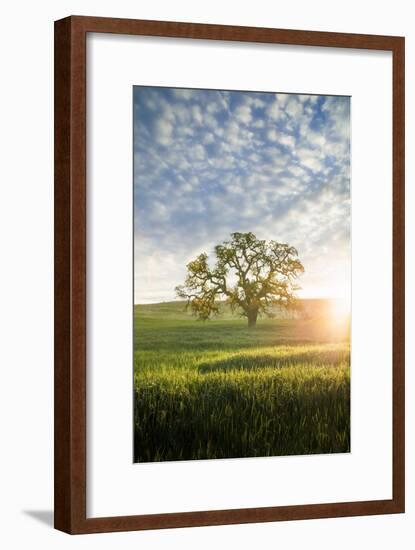 Spring Oak, Morning Light - California Wonders Magical Mood-Vincent James-Framed Photographic Print