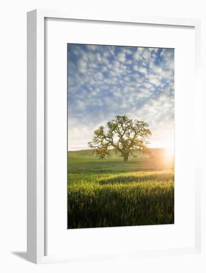 Spring Oak, Morning Light - California Wonders Magical Mood-Vincent James-Framed Photographic Print