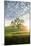 Spring Oak, Morning Light - California Wonders Magical Mood-Vincent James-Mounted Photographic Print