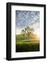 Spring Oak, Morning Light - California Wonders Magical Mood-Vincent James-Framed Photographic Print