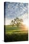 Spring Oak, Morning Light - California Wonders Magical Mood-Vincent James-Stretched Canvas