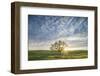 Spring Oak, Morning Light Wide - California Wonders Magical Mood-Vincent James-Framed Photographic Print